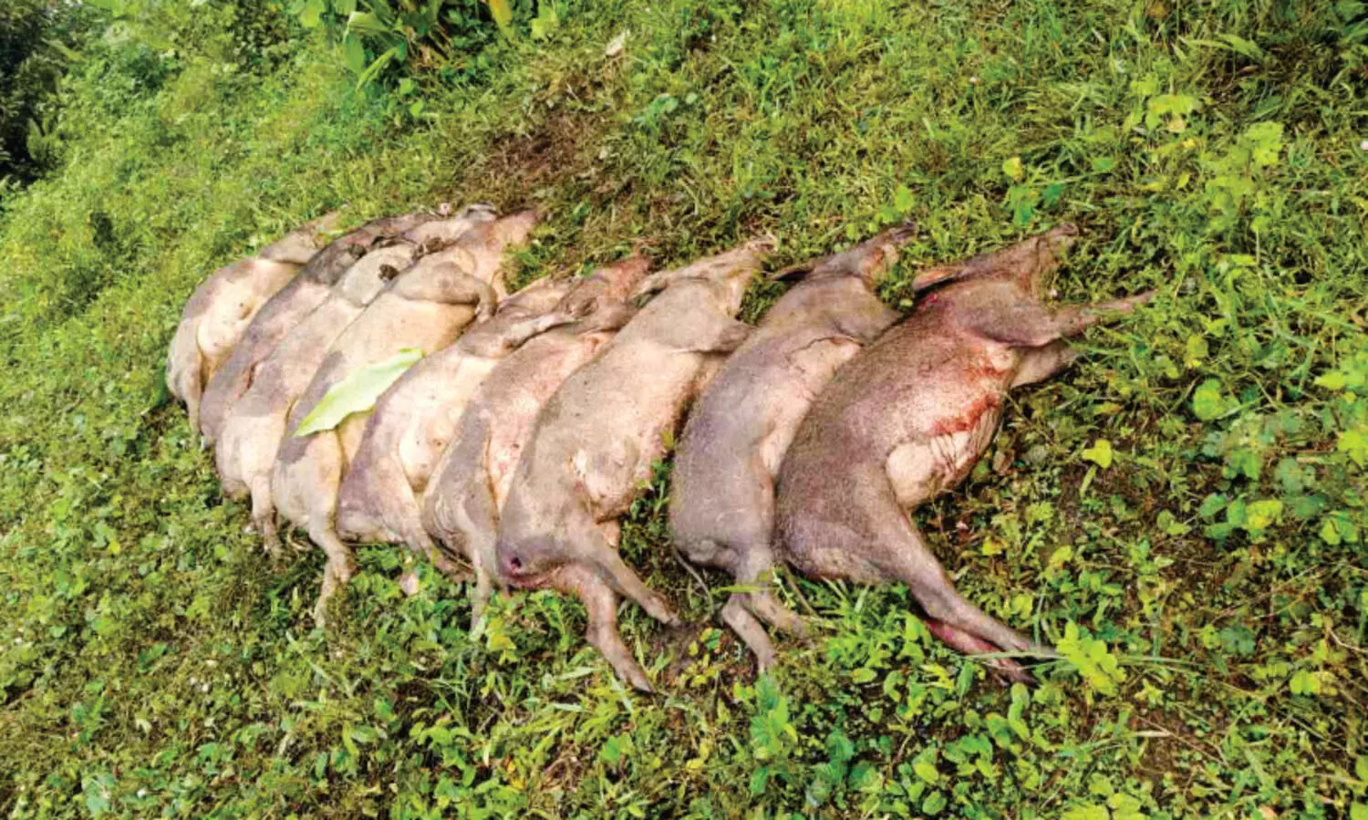 Wild boars shot dead