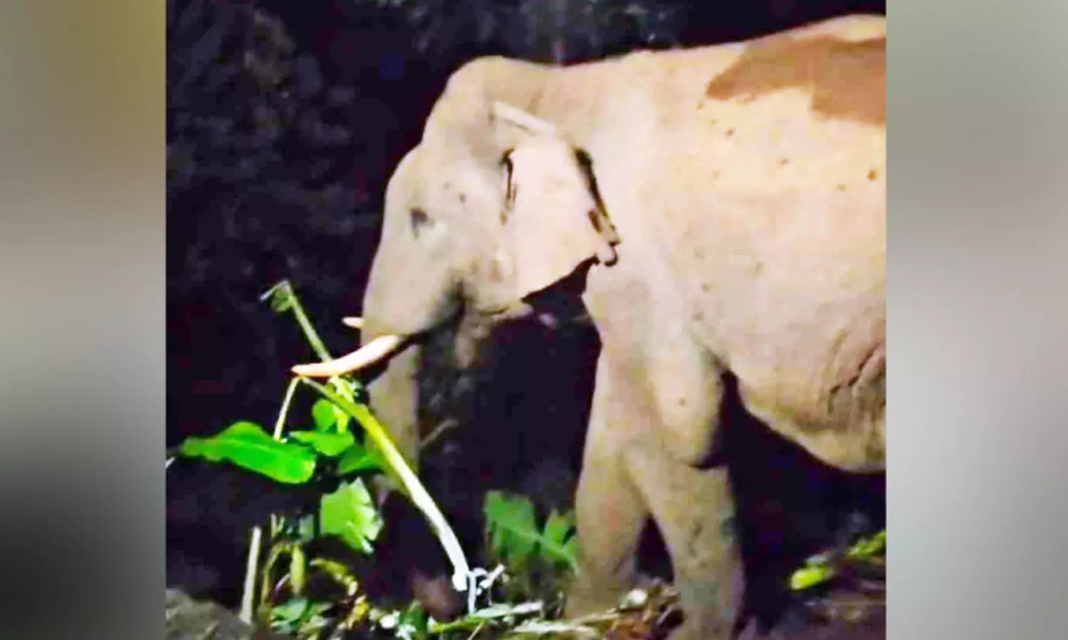 നിരന്തര ശല്യക്കാരനായി മുറിവാലൻ കൊമ്പൻ; പിടികൂടണമെന്ന്​ ജനം