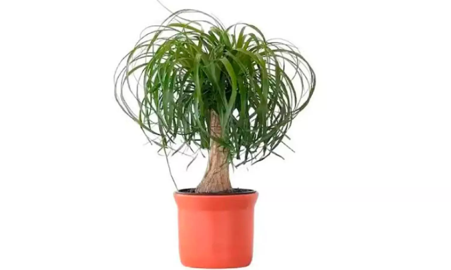 ആനക്കാൽ പോ​ലൊരു ചെടി