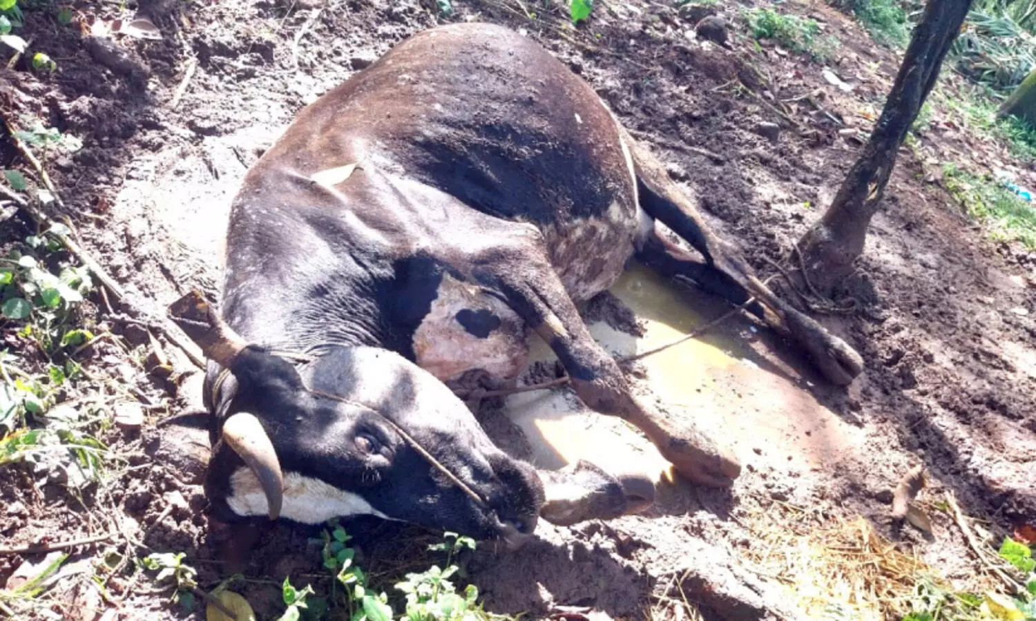 വളർത്തുമൃഗങ്ങൾക്ക്​ പേവിഷബാധ; തെരുവുനായ്ക്കളും കുറുക്കനും ഭീഷണി