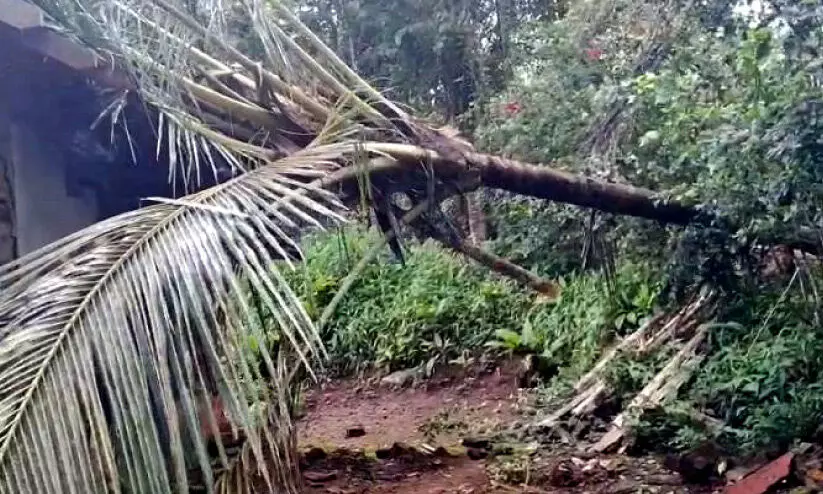 elephant attack elephant attack