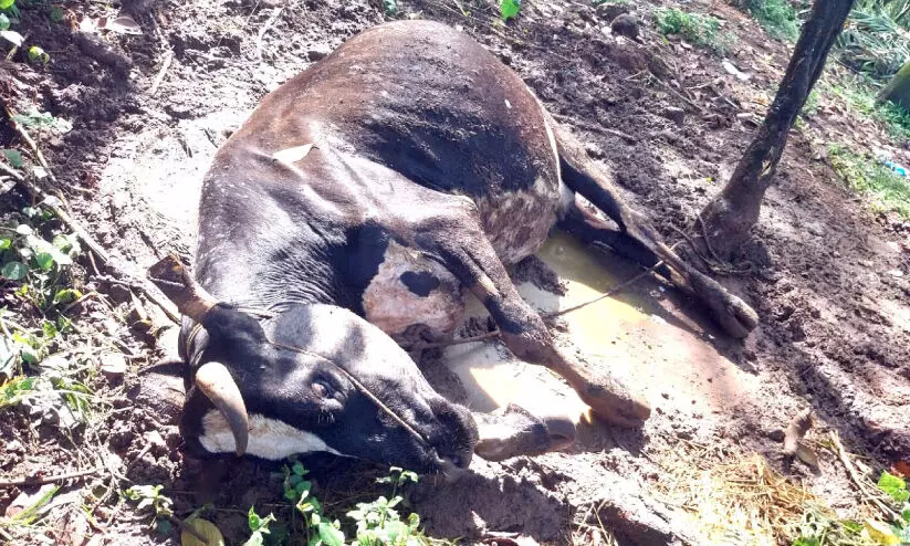 വളർത്തുമൃഗങ്ങൾക്ക്​ പേവിഷബാധ; തെരുവുനായ്ക്കളും കുറുക്കനും ഭീഷണി