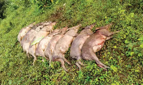 Wild boars shot dead