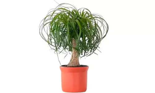 ആനക്കാൽ പോ​ലൊരു ചെടി