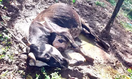 വളർത്തുമൃഗങ്ങൾക്ക്​ പേവിഷബാധ; തെരുവുനായ്ക്കളും കുറുക്കനും ഭീഷണി