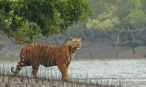 സ്വന്തം സ​ങ്കേതം കണ്ടെത്താൻ ആൺകടുവ   അലഞ്ഞത് 450 കിലോമീറ്റർ!