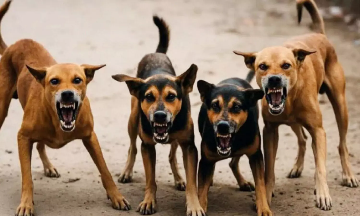 നായ്ക്കളുടെ കടി​യേൽക്കുന്നത് വർധിക്കുന്നു; തെരുവിലും ഭീതിയുടെ ദിനങ്ങൾ