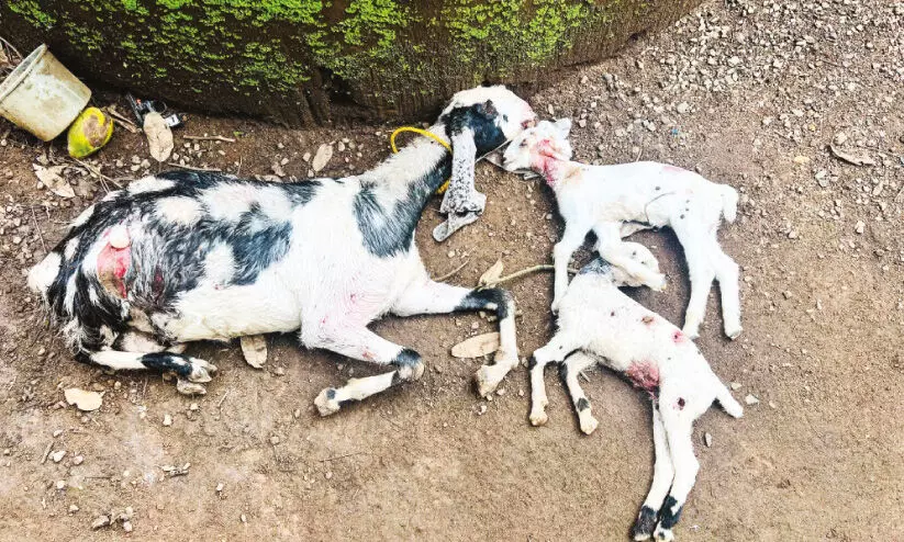 അജ്ഞാത ജീവിയുടെ ആക്രമണം; മൂ​ന്ന് ആ​ടു​ക​ൾ​ക്ക് ജീ​വ​ൻ ന​ഷ്ട​മാ​യി