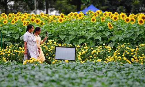 അ​ന്താ​രാ​ഷ്ട്ര പു​ഷ്പ മാ​ർ​ക്ക​റ്റി​നാ​യി വെ​ട്ടി​നീ​ക്കു​ക 900 മ​ര​ങ്ങ​ൾ
