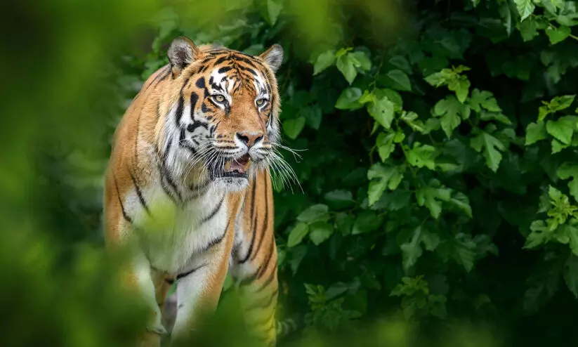 ചുണ്ടേലിൽ കടുവയെ കണ്ടു ചുണ്ടേലിൽ കടുവയെ കണ്ടു