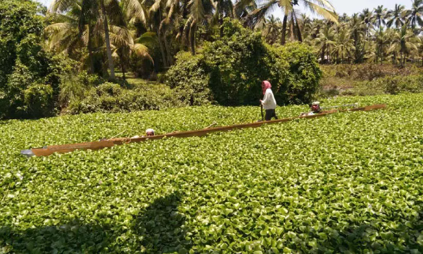 വള്ളംകളി വഞ്ചി കനോലി കനാലിലെ കുളവാഴകളിൽ കുടുങ്ങി വള്ളംകളി വഞ്ചി കനോലി കനാലിലെ കുളവാഴകളിൽ കുടുങ്ങി