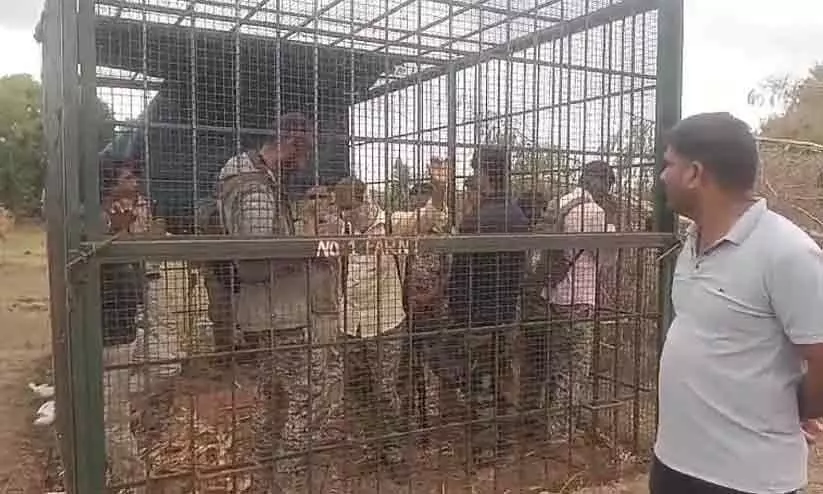 Villagers Lock Forest Staff In Cage