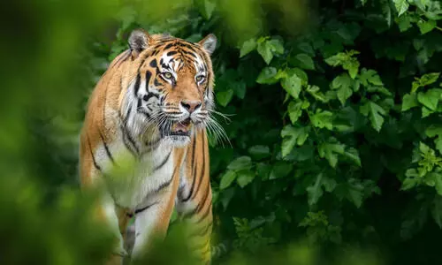 ചുണ്ടേലിൽ കടുവയെ കണ്ടു ചുണ്ടേലിൽ കടുവയെ കണ്ടു