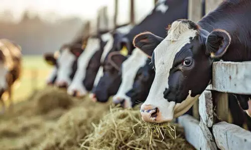 മൃഗങ്ങളിൽ കണ്ടെത്തിയ കുളമ്പുരോഗം പൂർണമായും നീങ്ങി