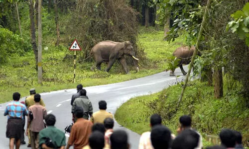 മ​നു​ഷ്യ-​വ​ന്യ​ജീ​വി സം​ഘ​ർ​ഷം: ഹോ​ട്സ്പോ​ട്ടു​ക​ളി​ൽ നാ​ലെ​ണ്ണം ജി​ല്ല​യി​ൽ