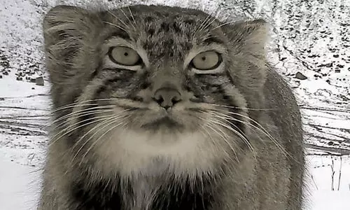 വന്യജീവി ഗവേഷണത്തിൽ നാഴികക്കല്ല്: ഹിമാലയത്തിലെ ‘പല്ലാസ്’ കാട്ടു പൂച്ചയുടെ ചിത്രം ആദ്യമായി  കാമറയിൽ