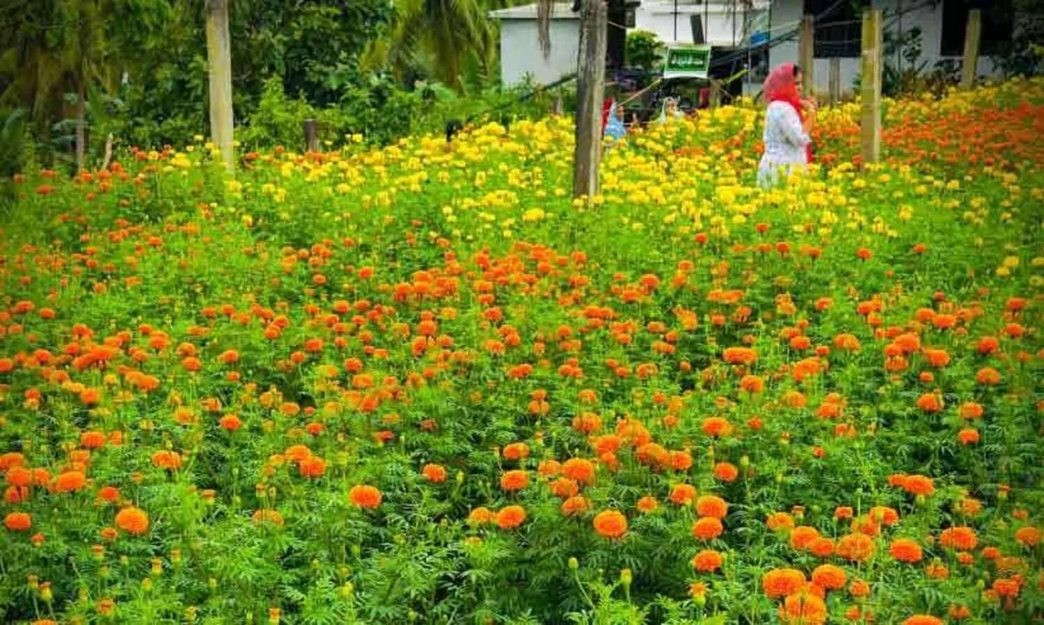ഓ​ണ​ത്തി​ന് കു​ടും​ബ​ശ്രീ​ വി​റ്റഴിച്ച​ത് ​5673 കി​ലോ പൂ​ക്ക​ൾ