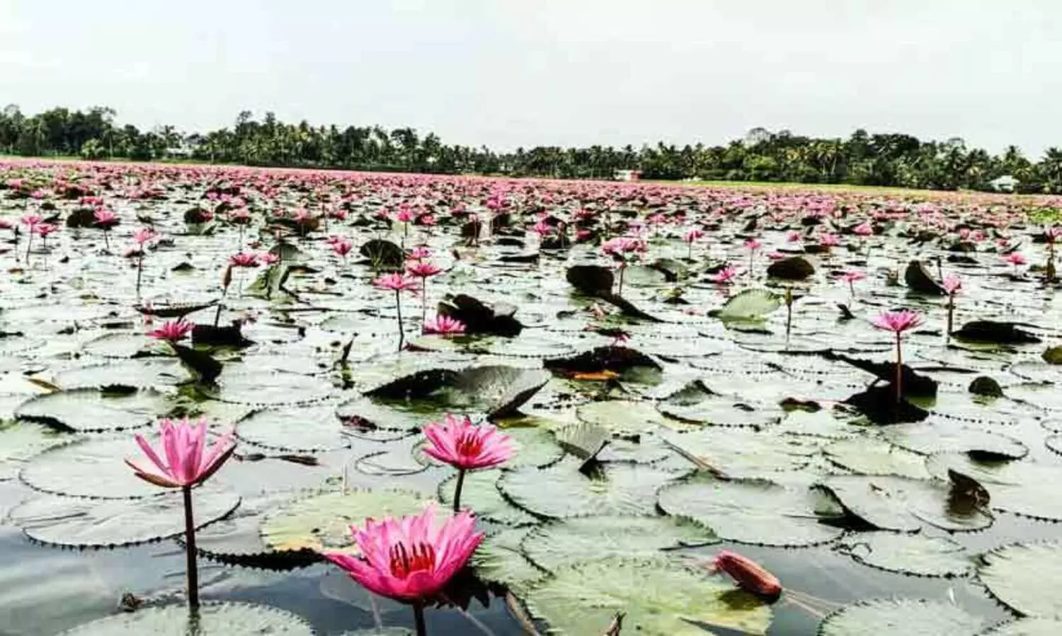 പൂത്തുക്കരിയിൽ ആമ്പൽ വസന്തം