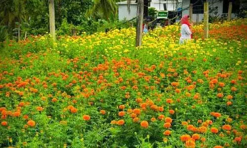 ഓ​ണ​ത്തി​ന് കു​ടും​ബ​ശ്രീ​ വി​റ്റഴിച്ച​ത് ​5673 കി​ലോ പൂ​ക്ക​ൾ