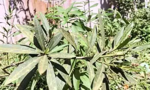 ഹരിതചോല സൗന്ദര്യവത്കരണം പാളി; നഷ്ടം ലക്ഷങ്ങൾ