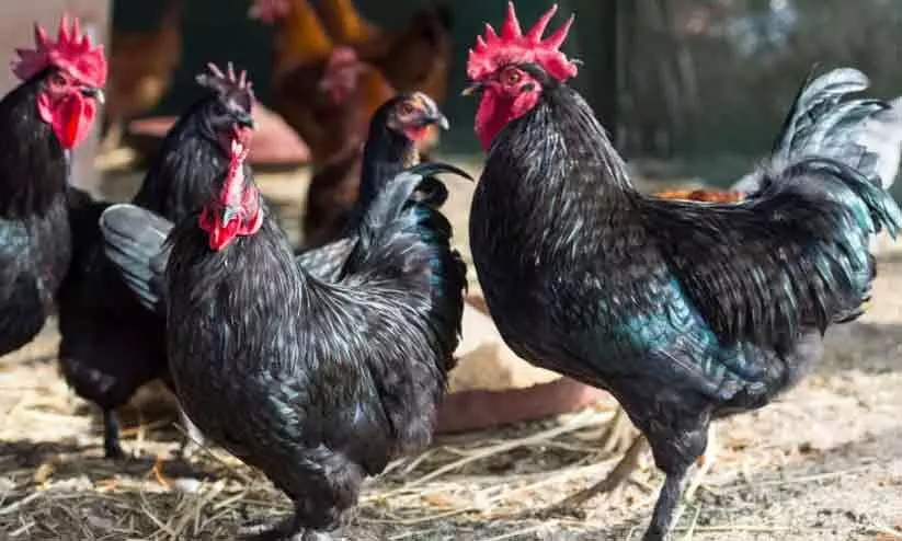 തലശ്ശേരി കോഴികൾ; കേരളത്തിന്റെ ഒരേയൊരു കോഴിജനുസ്സ് തലശ്ശേരി കോഴികൾ; കേരളത്തിന്റെ ഒരേയൊരു കോഴിജനുസ്സ്