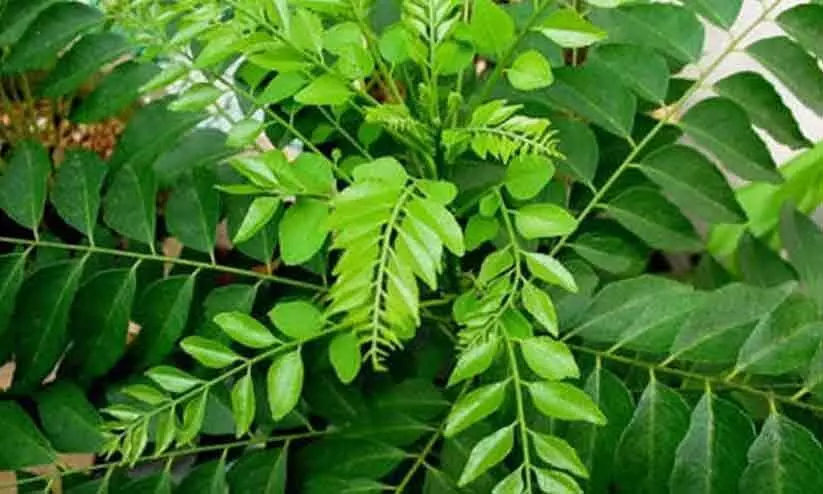 കറിവേപ്പ് വളർത്താം ഇങ്ങനെ...