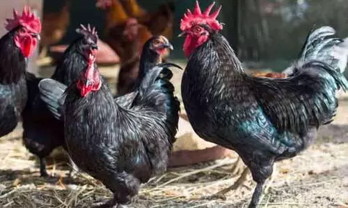 തലശ്ശേരി കോഴികൾ; കേരളത്തിന്റെ ഒരേയൊരു കോഴിജനുസ്സ്