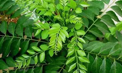 കറിവേപ്പ് വളർത്താം ഇങ്ങനെ...