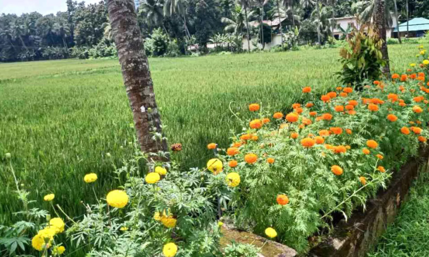 ചോക്കാട് വിത്തുൽപാദന കേന്ദ്രം ഉപയോഗപ്പെടുത്തി സായാഹ്ന ടൂറിസം സ്പോട്ട് വേണമെന്ന ആവശ്യം
