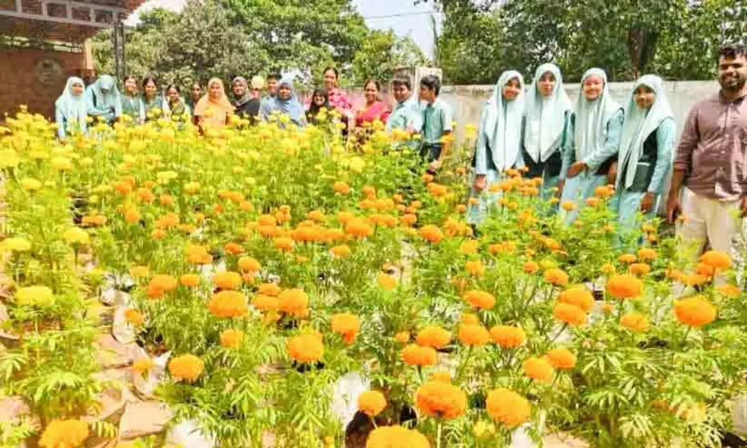 ചേന്ദമംഗലൂർ എച്ച്.എസിന് മൊഞ്ചായി ഭിന്നശേഷി വിദ്യാർഥികളുടെ ചെണ്ടുമല്ലികൃഷി
