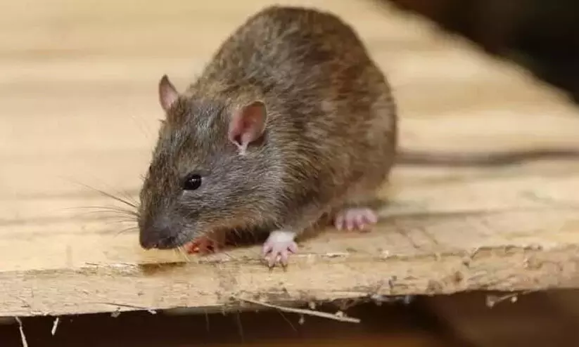 10 ദിവസത്തിൽ 11 പേർക്ക് എലിപ്പനി; ആഗസ്റ്റിൽ 29 പേർക്ക് രോഗബാധ 10 ദിവസത്തിൽ 11 പേർക്ക് എലിപ്പനി; ആഗസ്റ്റിൽ 29 പേർക്ക് രോഗബാധ