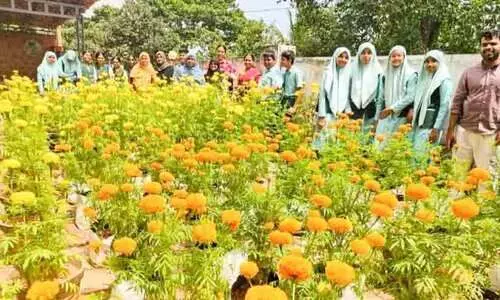 ചേന്ദമംഗലൂർ എച്ച്.എസിന് മൊഞ്ചായി ഭിന്നശേഷി വിദ്യാർഥികളുടെ ചെണ്ടുമല്ലികൃഷി ചേന്ദമംഗലൂർ എച്ച്.എസിന് മൊഞ്ചായി ഭിന്നശേഷി വിദ്യാർഥികളുടെ ചെണ്ടുമല്ലികൃഷി