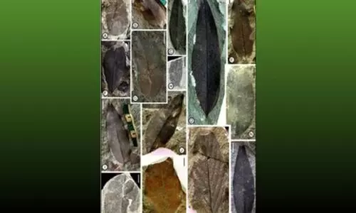 അന്‍റാർട്ടിക്കയും ഇന്ത്യൻ മൺസൂണും തമ്മിൽ എന്തു ബന്ധം?; 34 ദശലക്ഷം വർഷം പഴക്കമുളള ഇലളുടെ ഫോസിൽ പഠനവുമായി ഗവേഷകർ