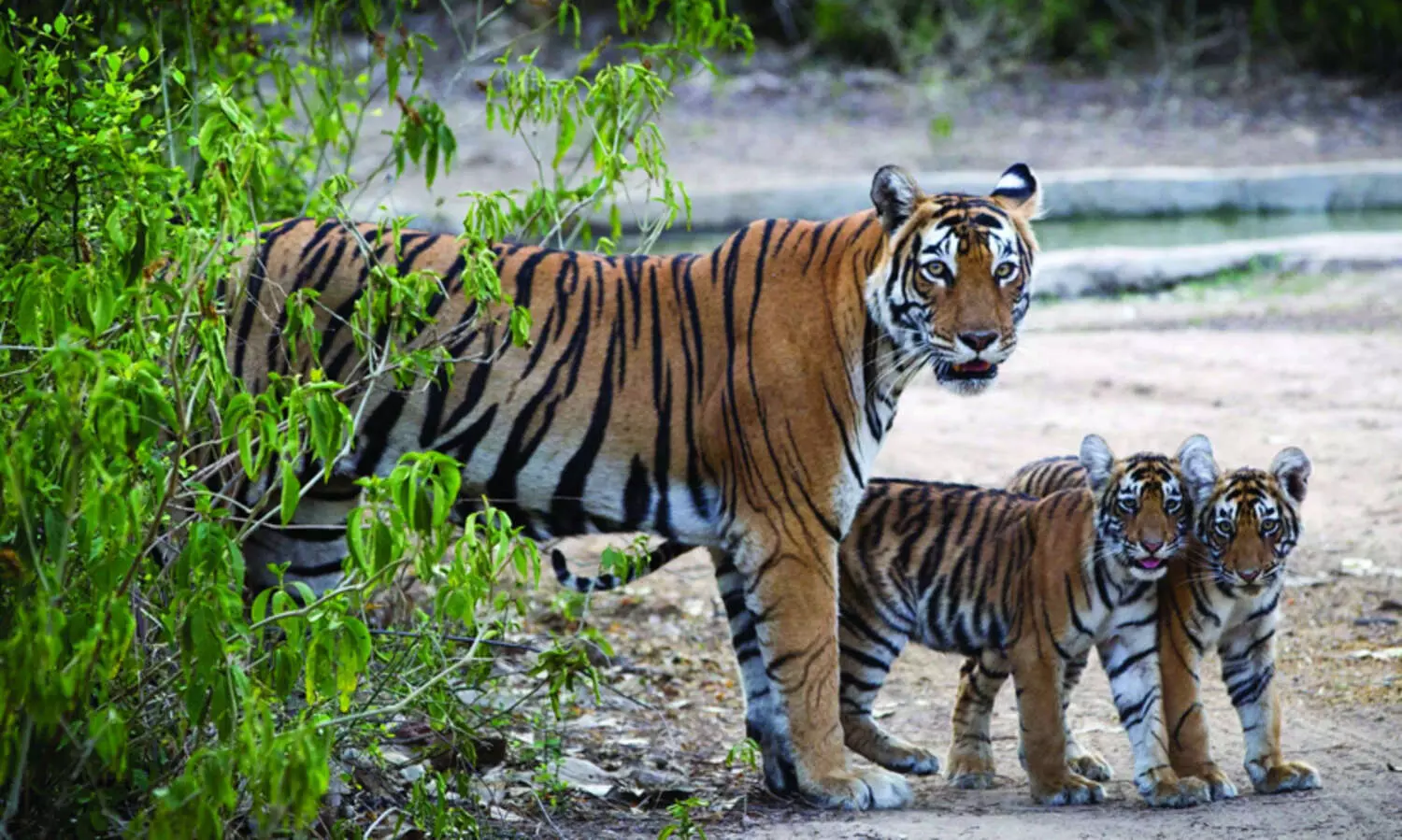 Ramnagar Tiger Reserve,Forest guards,Tigers,Viral videokTiger sighting,Wildlife,Uttarakhand,രാംനഗർ, കടുവകൾ, വൈറൽ വിഡിയോ