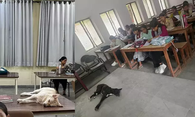 ക്ലാസുകളിൽ വിഹരിക്കുന്ന തെരുവ് നായ്ക്കൾ; വിദ്യാർഥികളുടെ സുരക്ഷയെക്കുറിച്ചുള്ള ചോദ്യമുയർത്തി ചിത്രങ്ങൾ