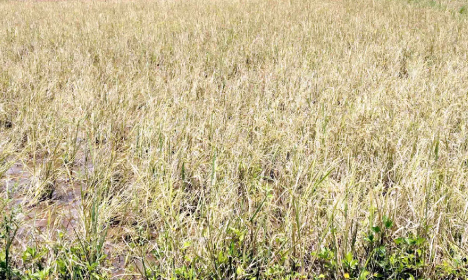 ഓലകരിച്ചിൽ വ്യാപകം; പ​റ​ളി മേഖലയിൽ കർഷകർ ആശങ്കയിൽ