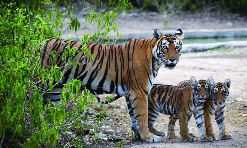Ramnagar Tiger Reserve,Forest guards,Tigers,Viral videokTiger sighting,Wildlife,Uttarakhand,രാംനഗർ, കടുവകൾ, വൈറൽ വിഡിയോ Ramnagar Tiger Reserve,Forest guards,Tigers,Viral videokTiger sighting,Wildlife,Uttarakhand,രാംനഗർ, കടുവകൾ, വൈറൽ വിഡിയോ