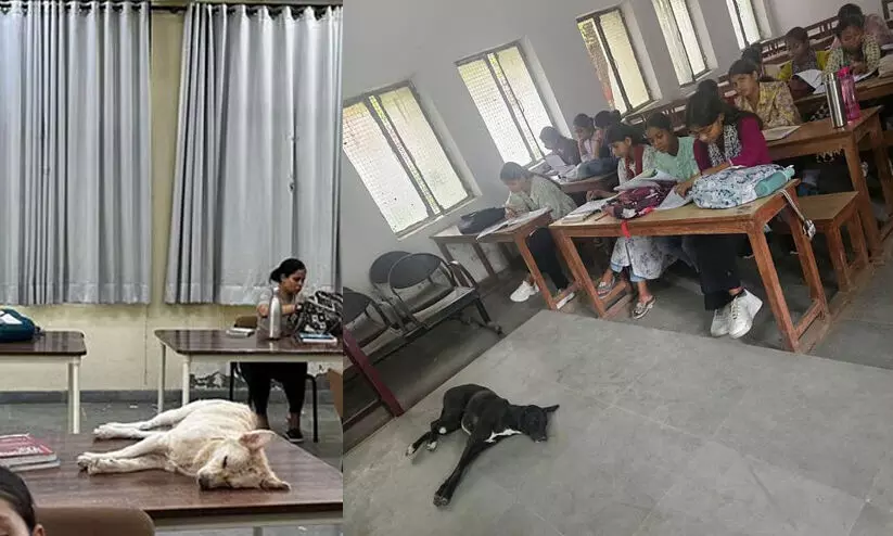 ക്ലാസുകളിൽ വിഹരിക്കുന്ന തെരുവ് നായ്ക്കൾ; വിദ്യാർഥികളുടെ സുരക്ഷയെക്കുറിച്ചുള്ള ചോദ്യമുയർത്തി ചിത്രങ്ങൾ