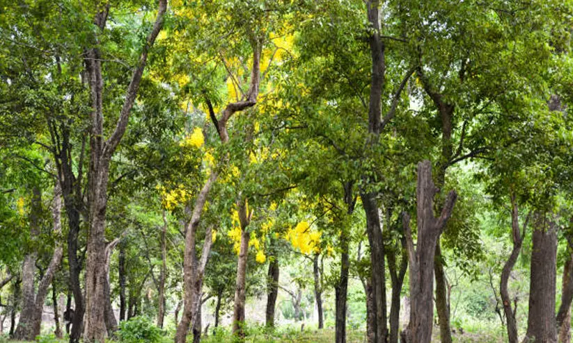 സ്വകാര്യ ഭൂമിയിലെ ചന്ദനമരം വനം വകുപ്പ് മുഖേന മുറിച്ച് വില്‍പന നടത്താം; ബില്‍ മന്ത്രിസഭ അംഗീകരിച്ചു