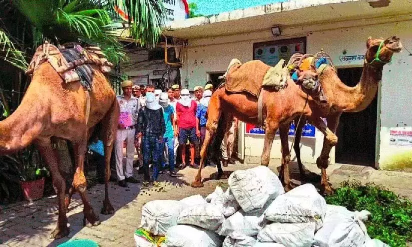 1990 കുപ്പി മദ്യം ഡെൽഹിയിൽ നിന്ന് മോഷ്ടിച്ച് കടത്താൻ ഒട്ടകപ്പുറത്ത് യാത്ര; അഞ്ചംഗ സംഘവും ഒട്ടകങ്ങളും പിടിയിൽ