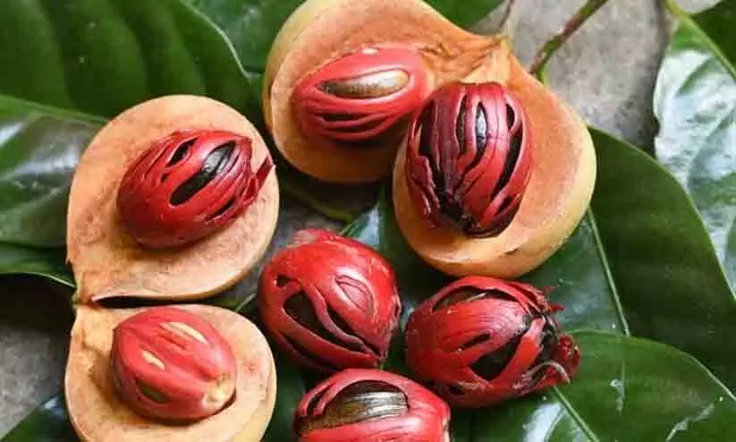 സ്തനാർബുദത്തിന് ജാതിക്കയിൽ നിന്ന് മരുന്ന്: കേരള സർവകലാശാലയുടെ അവകാശവാദത്തിനെതിരെ കാപ്സ്യൂൾ കേരള