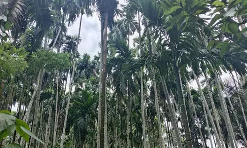 അടുക്കുന്നില്ല സർക്കാർ;അടക്ക കർഷകർ പ്രതിസന്ധിയിൽ