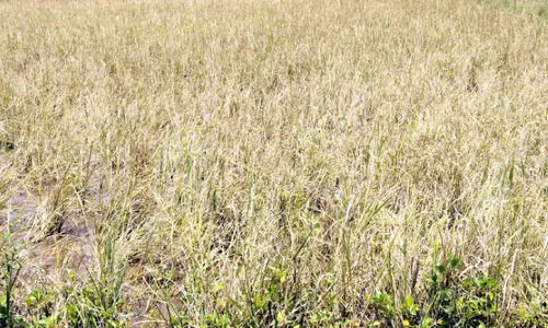 ഓലകരിച്ചിൽ വ്യാപകം; പ​റ​ളി മേഖലയിൽ കർഷകർ ആശങ്കയിൽ