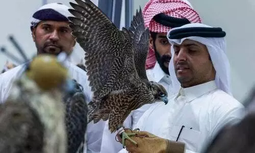 സു​ഹൈ​ൽ ഫാ​ൽ​ക്ക​ൺ മേ​ള​യി​ൽ സ​ന്ദ​ർ​ശ​ക​ത്തി​ര​ക്കേ​റു​ന്നു