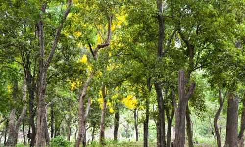 സ്വകാര്യ ഭൂമിയിലെ ചന്ദനമരം വനം വകുപ്പ് മുഖേന മുറിച്ച് വില്‍പന നടത്താം; ബില്‍ മന്ത്രിസഭ അംഗീകരിച്ചു