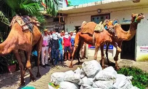 1990 കുപ്പി മദ്യം ഡെൽഹിയിൽ നിന്ന് മോഷ്ടിച്ച് കടത്താൻ ഒട്ടകപ്പുറത്ത് യാത്ര; അഞ്ചംഗ സംഘവും ഒട്ടകങ്ങളും പിടിയിൽ