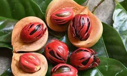 സ്തനാർബുദത്തിന് ജാതിക്കയിൽ നിന്ന് മരുന്ന്: കേരള സർവകലാശാലയുടെ അവകാശവാദത്തിനെതിരെ കാപ്സ്യൂൾ കേരള