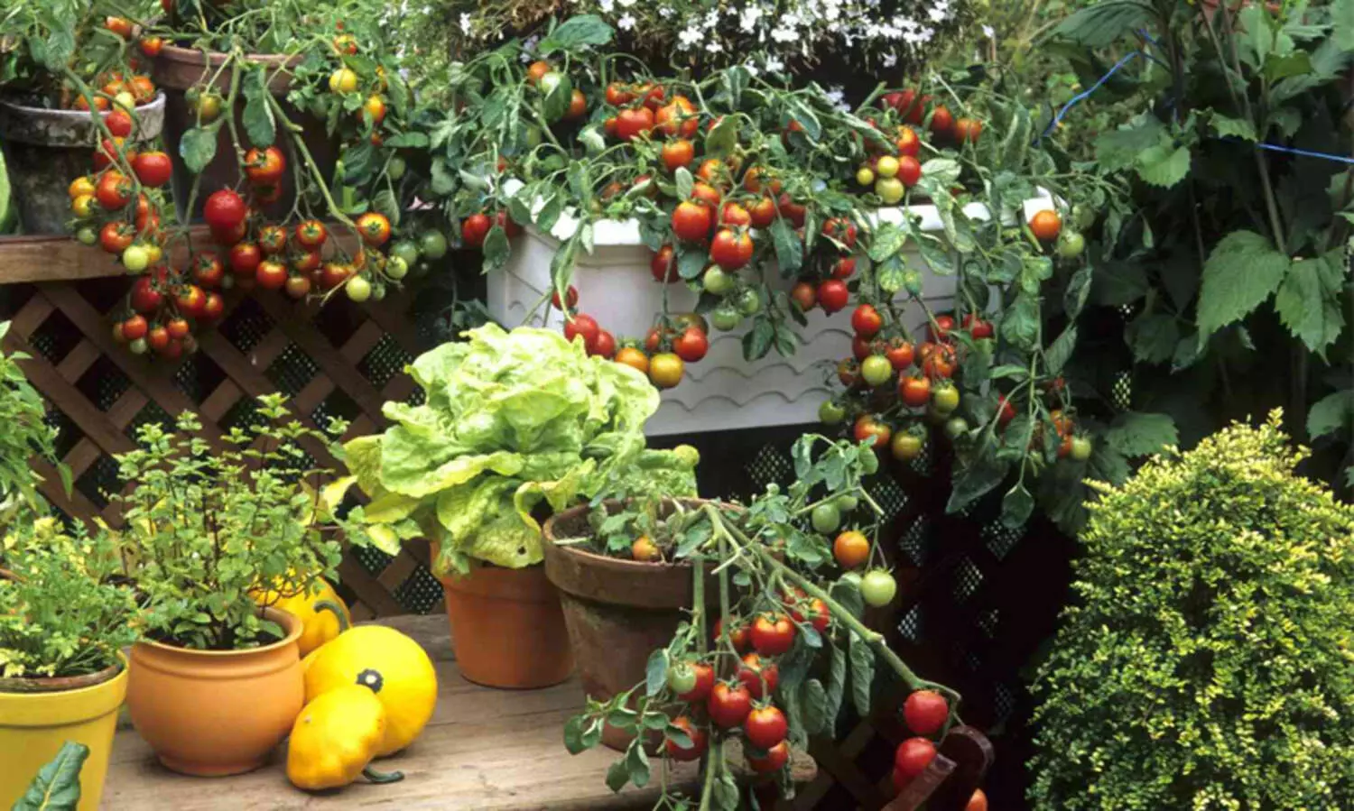 കണ്ടെയ്നറുകളിൽ പൂച്ചെടി മുതൽ പച്ചക്കറി കൃഷി വരെ; പക്ഷേ ഇക്കാര്യങ്ങൾ ശ്രദ്ധിച്ചില്ലെങ്കിൽ പണി പാളും