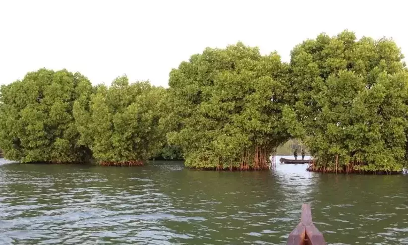 മൺട്രോതുരുത്ത് പുനരുദ്ധാരണം: ഫണ്ട് ലാപ്സായി