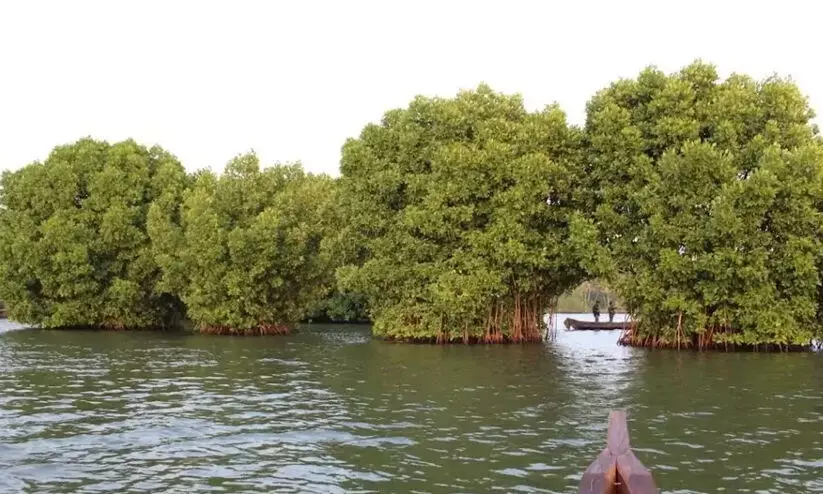 മൺട്രോതുരുത്ത് പുനരുദ്ധാരണം: ഫണ്ട് ലാപ്സായി മൺട്രോതുരുത്ത് പുനരുദ്ധാരണം: ഫണ്ട് ലാപ്സായി